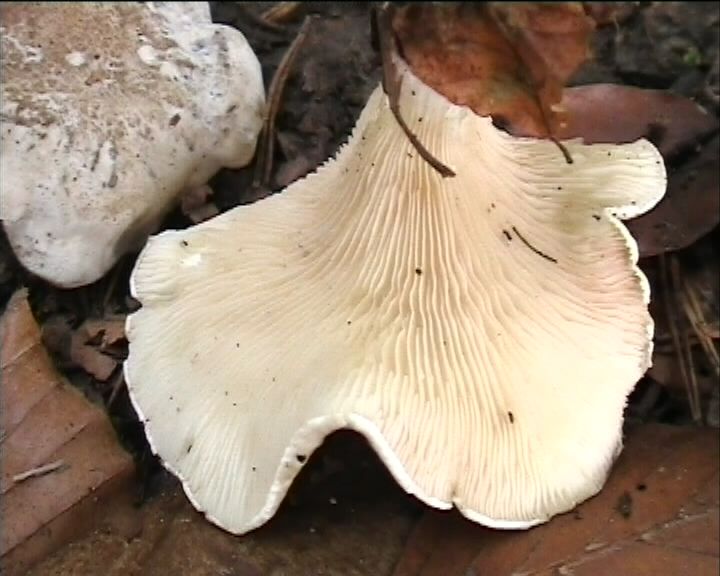 Clitopilus  cystidiatus       Hauskn. & Noordel.